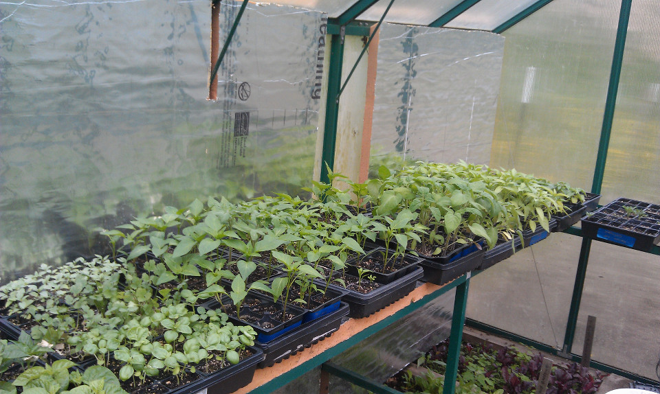 gallery/farm-photos/starters in greenhouse.jpg